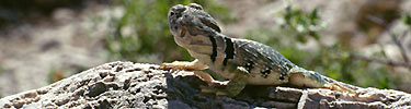 Many lizard species are found in the park.