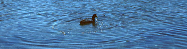 Birds, such as this coot depend on desert springs for survival.