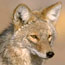 Wildlife Observations