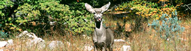 Mule deer are commonly seen in Guadalupe Mountains National Park.