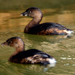 Pied-billed grebes