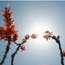 Survive the Sun