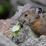 American Pika