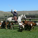 Roping calves for branding at Ranch Days event.