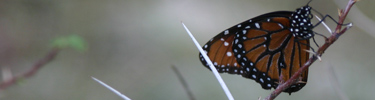Queen Butterfly