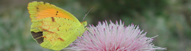 Nature and Science