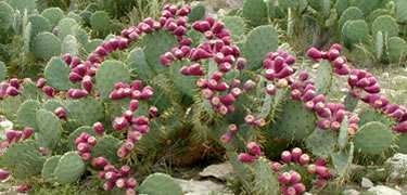 Prickly Pear Cactus