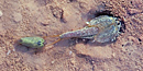 Tadpole Shrimp Tadpole Shrimp