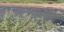 Animas River Animas River