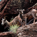 A mother and young bighorn sheep scamper along a cliff face