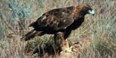 Golden eagle Golden eagle