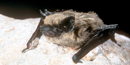 The western pipistrelle The western pipistrelle