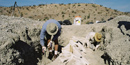 Excavating an alamosaurus fossil Excavating an alamosaurus fossil