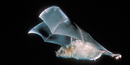 Mexican long-nosed bat Mexican long-nosed bat