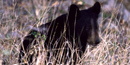 Black Bear Black Bear