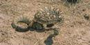 Blacktailed rattlesnake Blacktailed rattlesnake