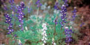 Big Bend bluebonnets in bloom