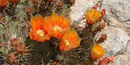Cactus blooms can be commonly seen from the early spring into the summer Cactus blooms can be commonly seen from the early spring into the summer