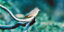 The Colima warbler The Colima warbler