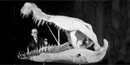 Deinosuchus skull with man standing beside it Deinosuchus skull with man standing beside it