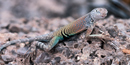 Southwestern Earless Lizard Southwestern Earless Lizard