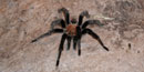 Tarantula Tarantula