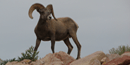 Young bighorn ram, photo by T. Ennis Young bighorn ram, photo by T. Ennis