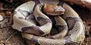 Venomous Snake Venomous Snake