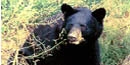 Black Bear Black Bear