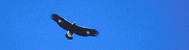 Immature Golden Eagle, NPS Photo by Lisa Lynch