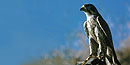 Peregrine falcon Peregrine falcon