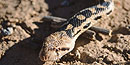 Snake Snake
