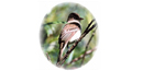 사우스 웨스트 윌로우 Flycatcher 사우스 웨스트 윌로우 Flycatcher