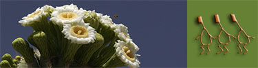 A cluster of Saguaro blossoms.