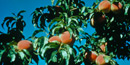 Peaches hanging on branches, almost ready to pick.