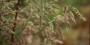 Tamarisk in bloom