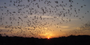 Evening bat flight at Carlsbad Caverns National Park. Evening bat flight at Carlsbad Caverns National Park.