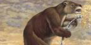 Ice-age sloth Ice-age sloth