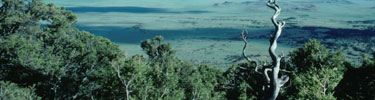 color photograph of prairie with woods in foreground