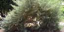 Chamizo Plant Chamizo Plant