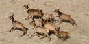 Photo of elk running Photo of elk running