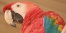 Photo of Scarlet Macaw Photo of Scarlet Macaw