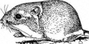Photo of a Kangaroo Rat Photo of a Kangaroo Rat