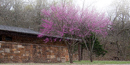 Eastern redbud trees blooming in front of the nature center Eastern redbud trees blooming in front of the nature center