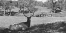 Historic photograph of elk in Platt National Park, 1920s Historic photograph of elk in Platt National Park, 1920s