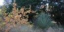 Four biomes meet in Chiricahua National Monument Four biomes meet in Chiricahua National Monument