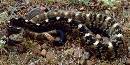 Blacktail Rattlesnake Blacktail Rattlesnake