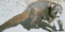 Coatimundi Coatimundi