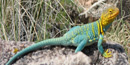 Collared Lizard Collared Lizard