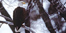 Bald Eagle Bald Eagle